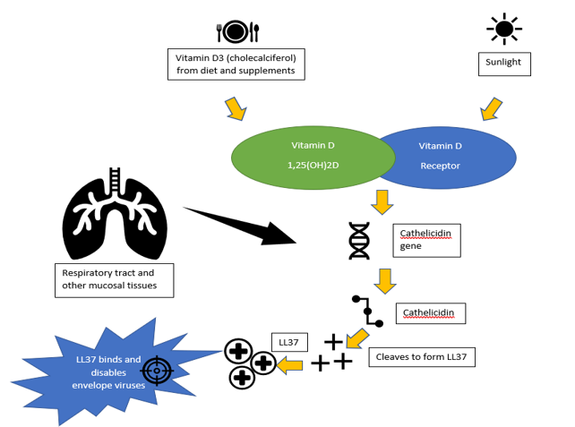 Vitamin D process